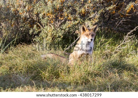 Young Red Fox in Nature