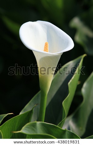 Calla lily,closeup of beautiful white flower in full bloom in spring,arum lily,gold calla
