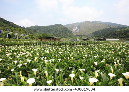 Calla lily,many beautiful white flowers blooming in the countryside with blue sky,arum lily,gold calla