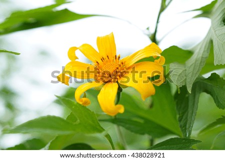 Mexican sunflower                                 