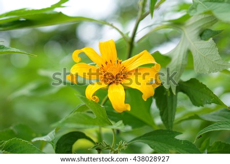 Mexican sunflower                                 