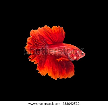 closeup red beautiful small siam betta fish with isolate background
