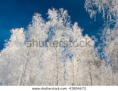 Winter forest and snow and blue sky
