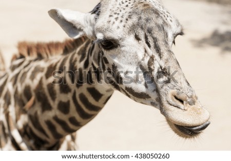 Portrait of a giraffe close up. 