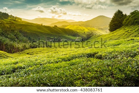 Sunrise of tea plantation in Cameron Highland, Malaysia. Royalty-Free Stock Photo #438083761