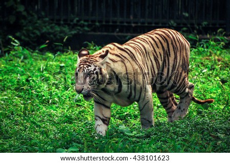 White Tiger Walking in Indian Tiger Reserves

