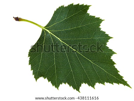 green leaf of birch tree (Betula pendula, silver birch ,warty birch, European white birch) isolated on white background Royalty-Free Stock Photo #438111616