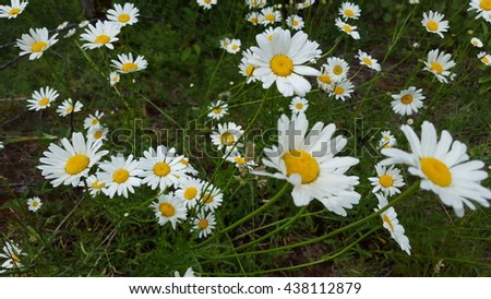 White Chamomile Daisies blown away by the wind