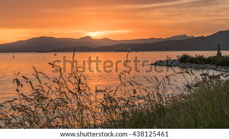 weeds with sunset backgrounds