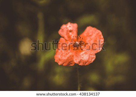 beautiful delicate red poppy on a blurred dark background