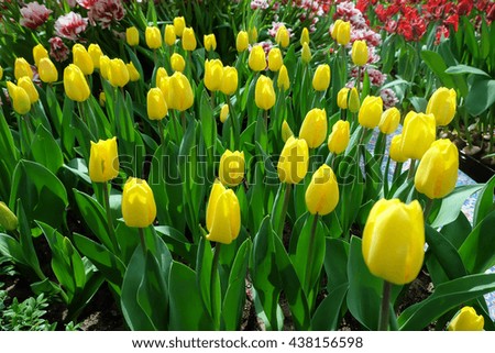 Tulip. Beautiful bouquet of tulips. colorful tulips. tulips in spring,colorful tulip