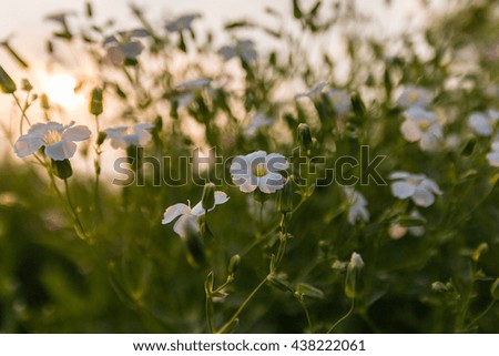 Beautiful white flowers in the meadow.