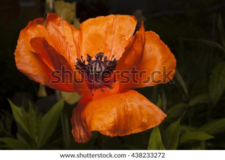 poppy flower macro