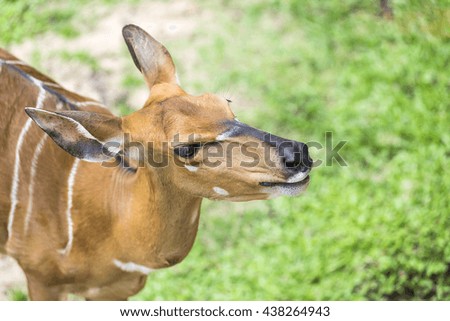 Young male impala antelope.