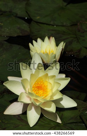 Two yellow water lilies with leaves