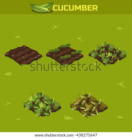 SET 3. Isometric Stage of growth vegetables. Cucumber in vector for playing a perspective. game element