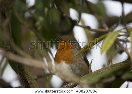 Robin Red Breast (Erithacus rubecula) spotted outdoors in Dublin, Ireland