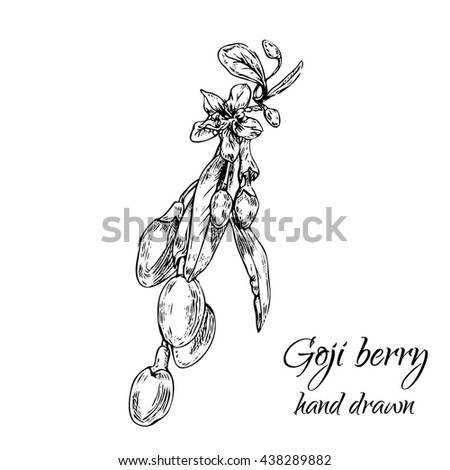Hand drawn goji berry monochrome engraving illustration.  Nature organic super-foods design elements.  Vector illustration  Royalty-Free Stock Photo #438289882