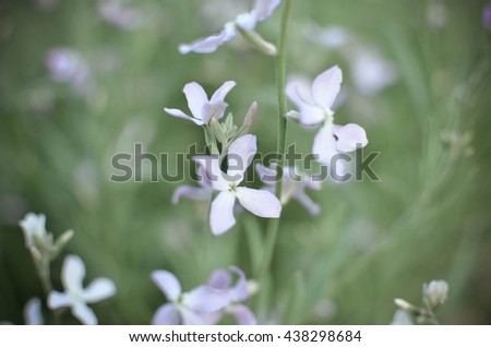Night flowers violet spring gentle Matthiola longipetala background