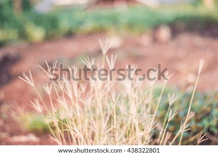 Flowers grass blurred bokeh background