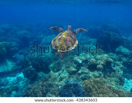 Sea turtle in dark blue water. Sea turtle and coral reef.  Green turtle swimming in deep blue sea. Marine sanctuary in tropical island. Sea life and animal in wild nature. Snorkeling photo.