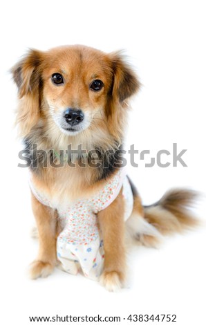 Beautiful dog black brown wear clothing sitting with unhappy on isolated white background