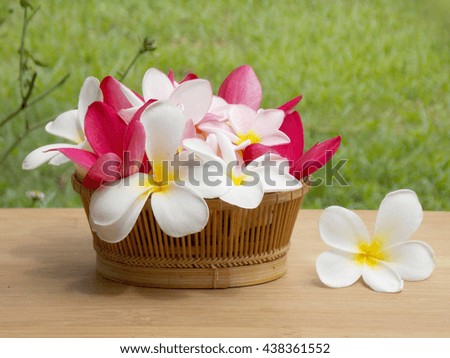 Beautiful tropical frangipani flower,plumeria blooming background           