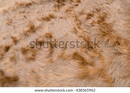 closeup cow fur, cow wool background