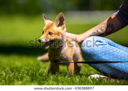 Young Red Fox Cub Standing on the Grass