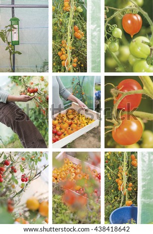 Photography collection of tomatoes harvesting by an attractive young woman. Closeup into a greenhouse in summer.
