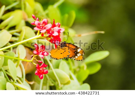 Common tiger butterfly (Danaus genutia)