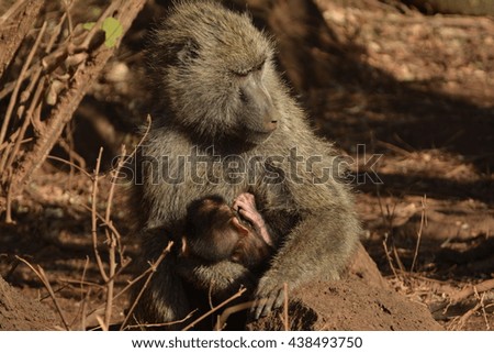 Baboon mother and her little one
