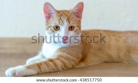 Beautiful red cat
