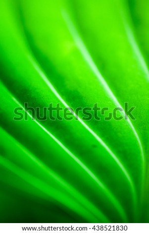 Green, abstract composition with leaf texture and soft focus