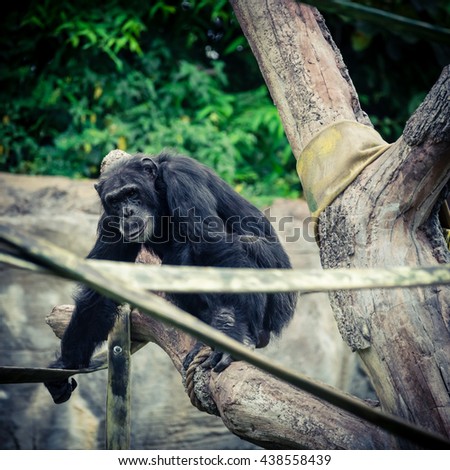 Close-up view of a single adult chimpanzee (Pan troglodytes) in the zoo with green natural background. It is from Western & Central Africa range. Vintage look.