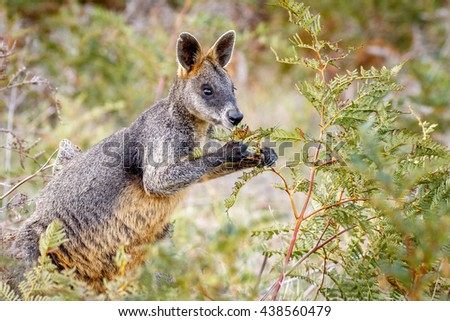 Swamp Wallaby eating bracken ferns in the Australian bush