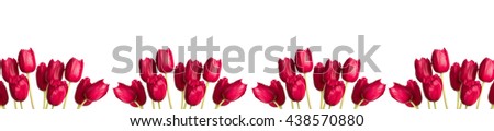 header  panorama many purple violet  tulip flower full-length on a stem with leaves isolated on white background