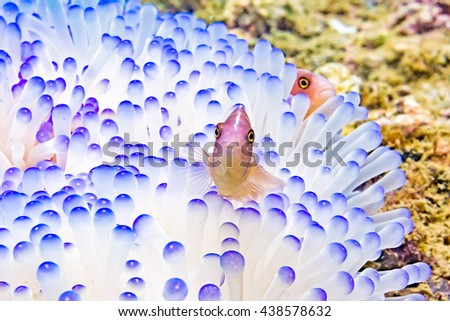 Anemonefish clownfish on underwater coral reef, underwater photography