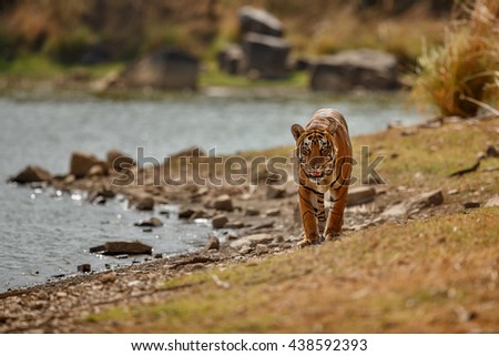 Tiger male walks by the lake/wild animal in the nature habitat/India, endangered animals, big cats