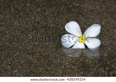 White flower to fall on the wet floor