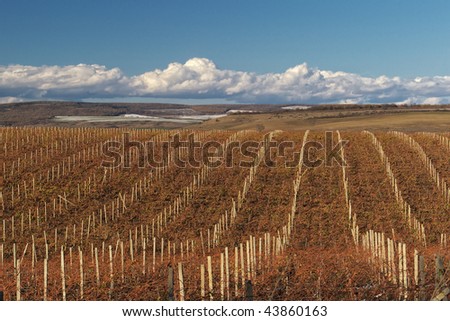 Vineyard with nice sky and clouds