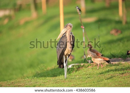 Marabou Stork (Leptoptilos crumeniferus) in Lake Victoria, Uganda