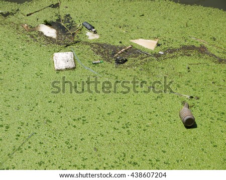 dirty water with duckweed