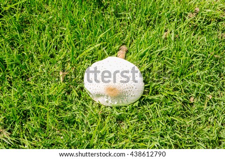 toadstools in the grass green, amanita mushroom, mushroom amanita, fungus photo, poison mushroom