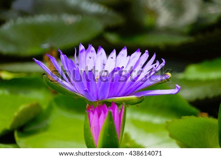 violet lotus in water with blurry green leaf background,close up,select focus with shallow depth of field