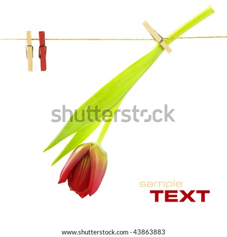 St Valentine concept (red tulip on a clothes line). White background. With sample text