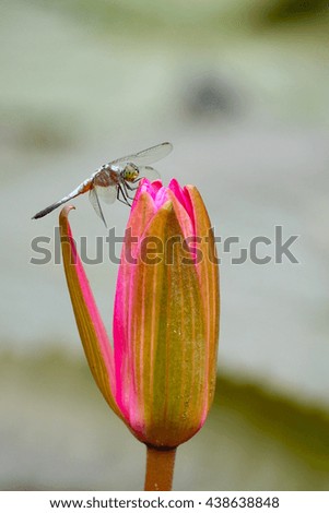 Dragonfly on pink lotes in water with blurry green leaf background,close up,select focus with shallow depth of field.