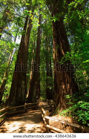 Beautiful shot of the deep woods full of green trees in the American West