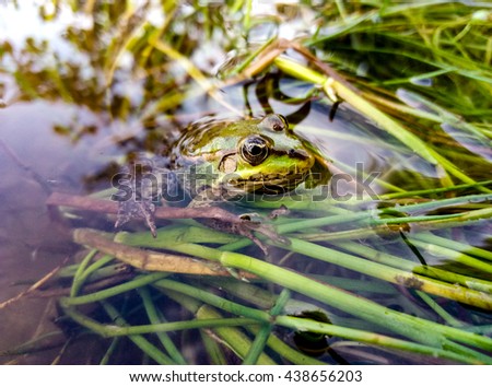 frog, tree, animal, green, nature, amphibian, red, rica, costa, macro, tropical, background, wildlife, eye, cute, exotic, forest, leaf, jungle, rain, closeup, eyed, toad, agalychnis