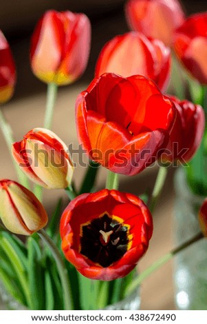 A bouquet of red tulips in a contrast light